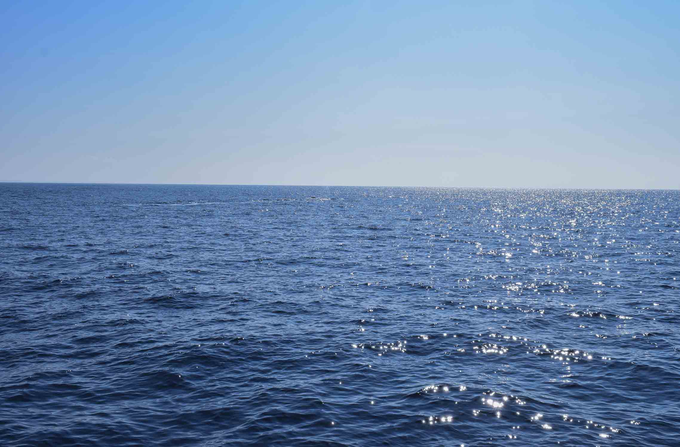 whale watching mirissa