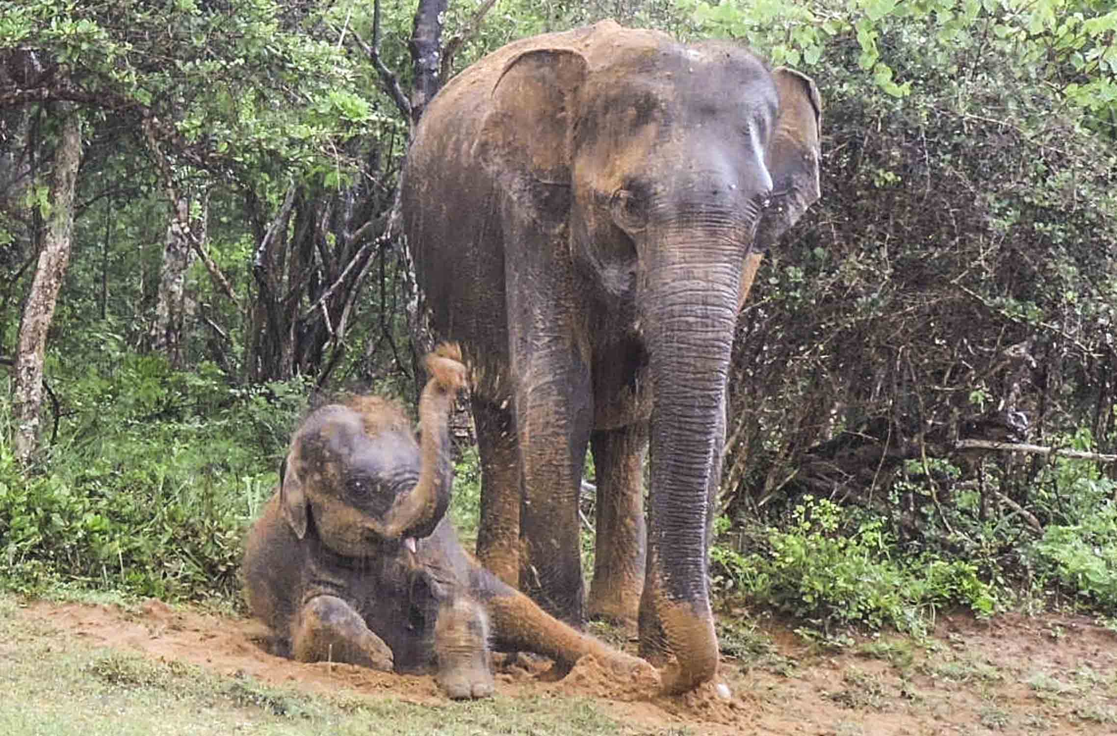 elephant in yala national park