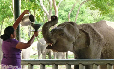 Udawalawe Elephant Transit Home