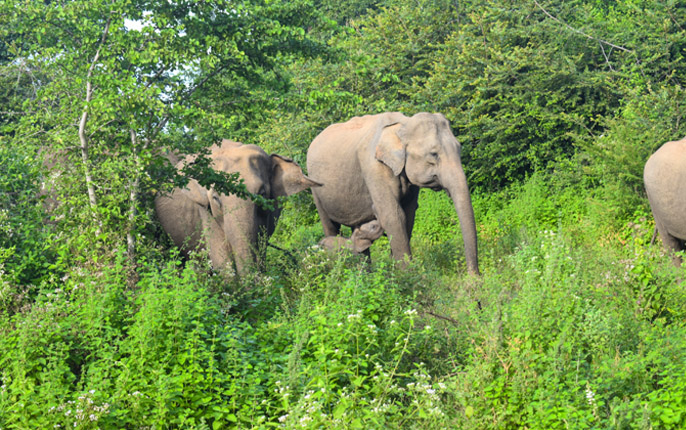 Udawalawe National Park - elephant