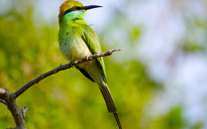 Udawalawe National Park- Green bee-eater