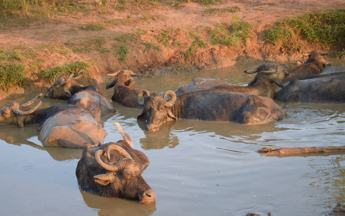 Udawalawe National Park Water buffalo