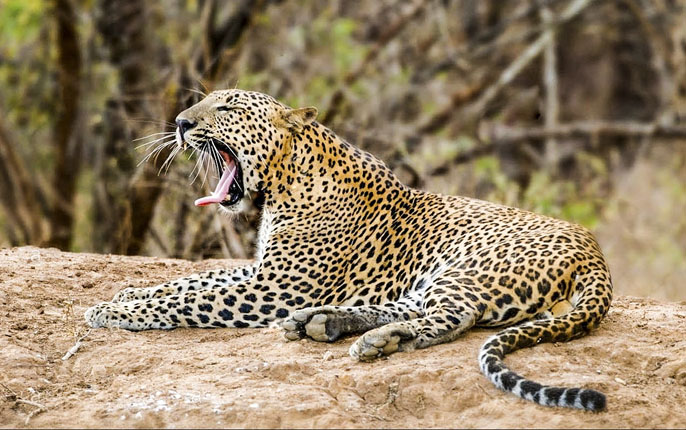 Yala National Park Leopard