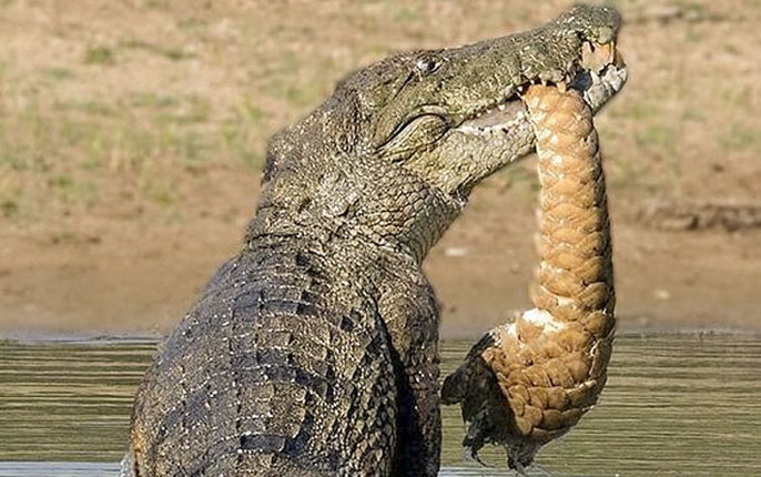 Yala National Park Crocodile