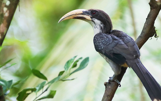 Yala National Park Sri Lanka grey hornbill