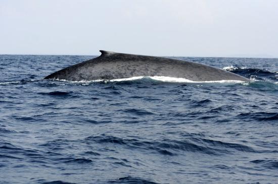 blue whale watching mirissa