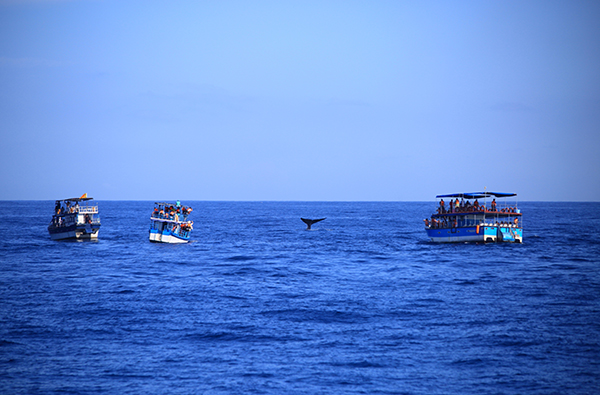 whale watching mirissa