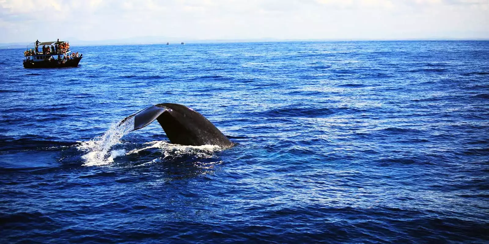 Tours Mirissa | Sri Lanka Travel Services | Whale Watching | Udawalawe ...